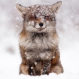 Snow Fox