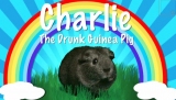 Charlie the Drunk Guinea Pig