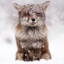 Snow Fox