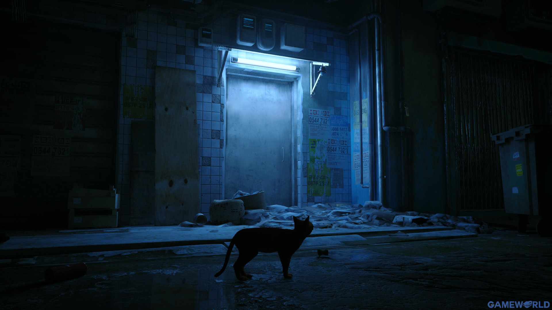 stray 1