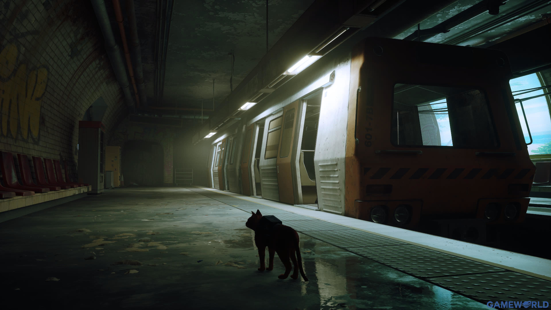 stray 5
